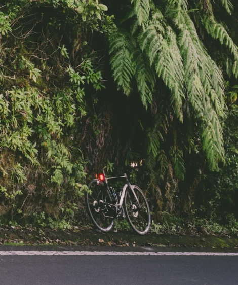 Bicycle Parked Under Tree