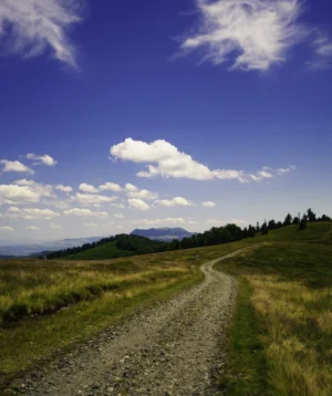 Dirt Road in Grassy Field