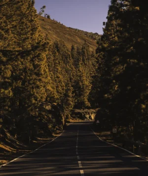 Road With Trees on the Side