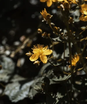Close Up of Yellow Flower