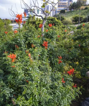 Group of Plants With Flowers