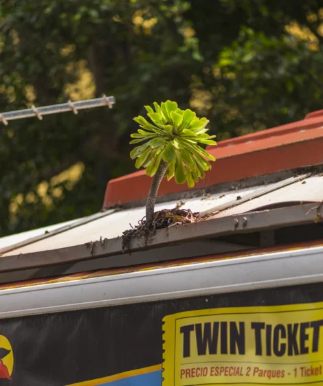 Tree Growing Out of Roof