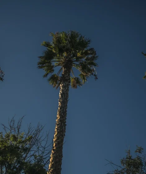 Group of Trees