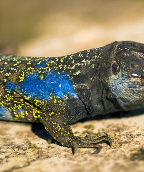 Lizard on the Ground