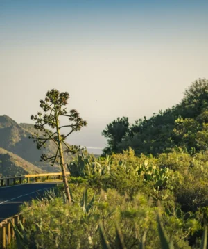 Road With Trees on the Side