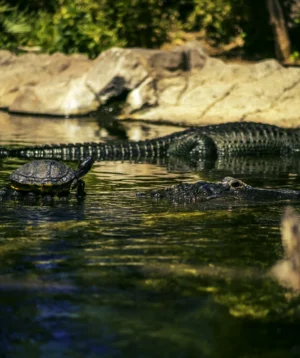 Crocodile in the Water