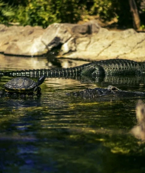 Crocodile in the Water