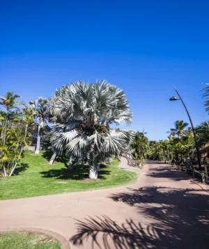 Path With Palm Trees and Grass