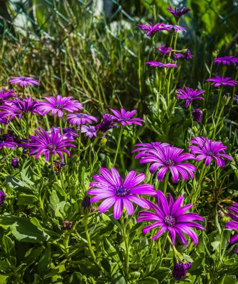 Purple Flowers in Field