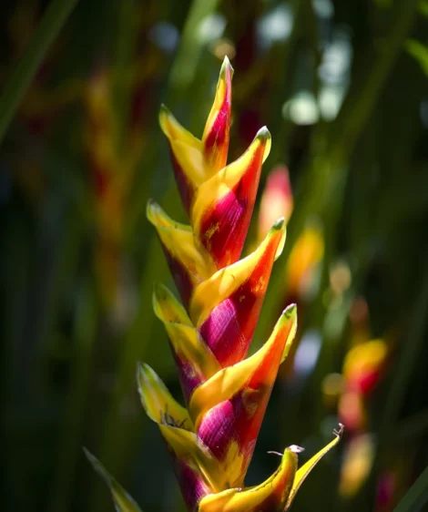 Close Up of Flower