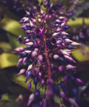 Close Up of Plant