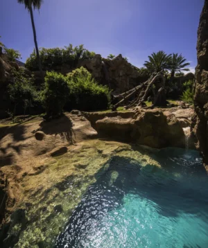 Rocky Beach With Trees and Blue Water