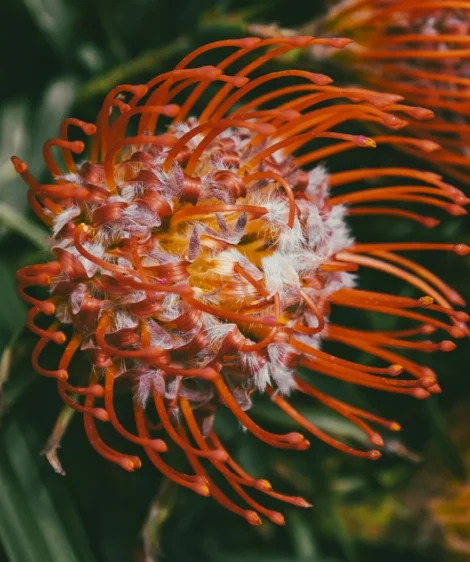 Close Up of Flower