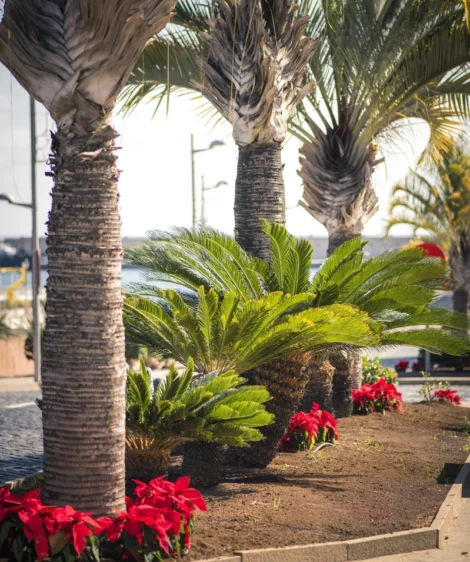 Group of Palm Trees