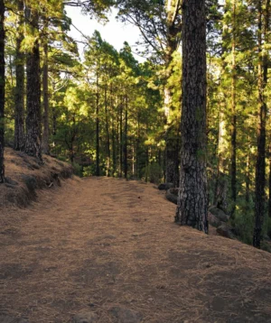 Dirt Road in the Woods