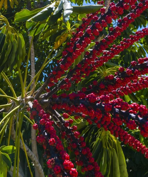 Tree With Red Flowers