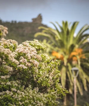 Close-up of Some Plants