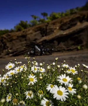 Field of White Flowers