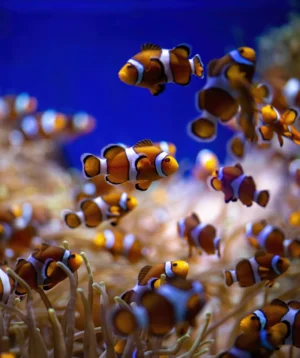 Group of Fish Swimming