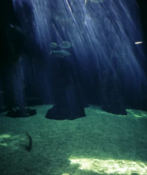 Person in Tank