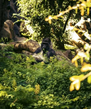 Gorillin Forest