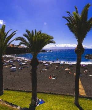Beach With Palm Trees and People