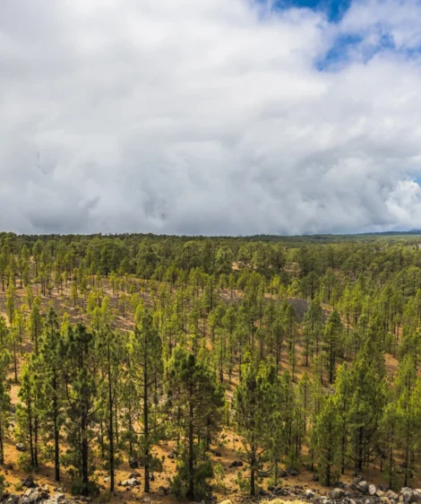 Forest of Trees