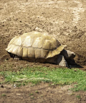 Tortoise on the Ground