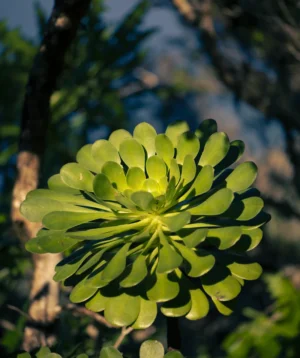 Close Up of Plant