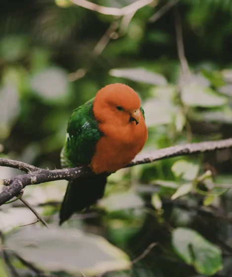 Bird on Branch