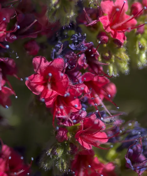 Close Up of Flowers