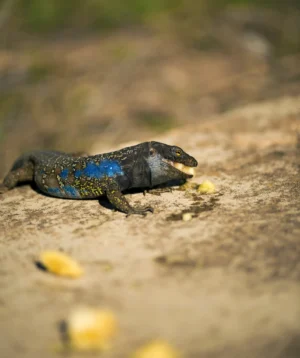 Small Lizzard on Rock