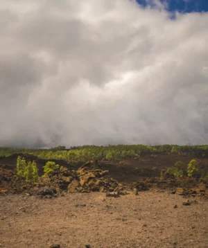Landscape With Plants and Rocks