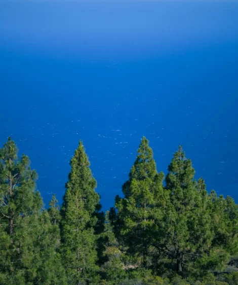 Group of Trees