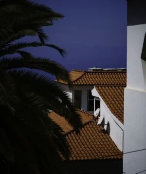 Palm Tree Next to Building