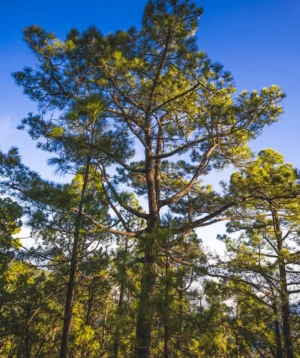 Group of Trees