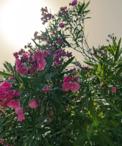 Group of Flowers