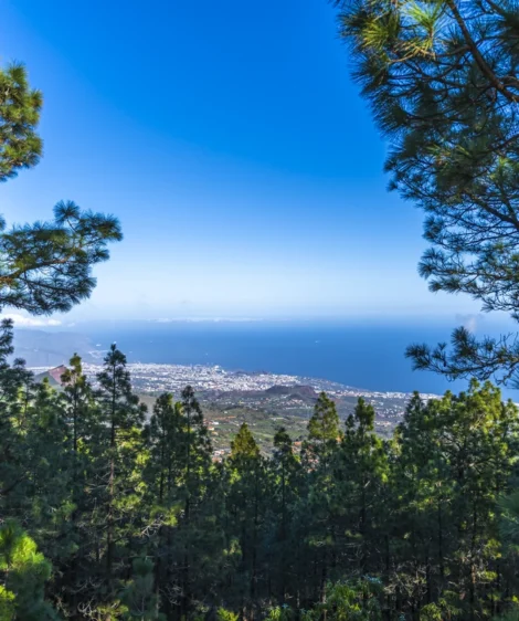 View of City From Forest
