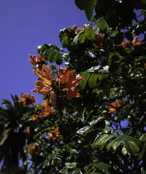 Tree With Leaves