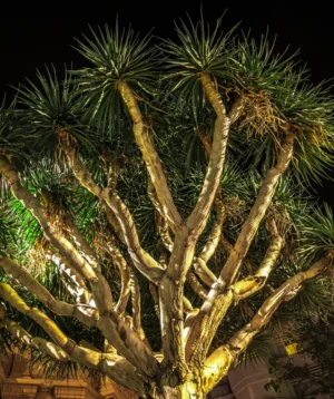 Tree With Many Branches