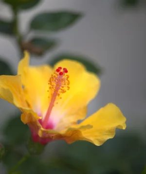 Yellow Flower With Red Center