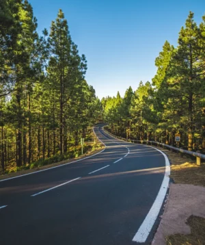 Road With Trees on the Side