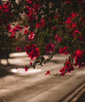 Bush With Red Flowers