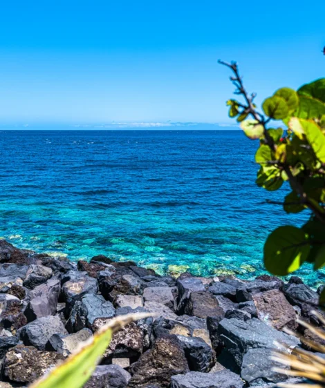 Plant on Rocky Beach
