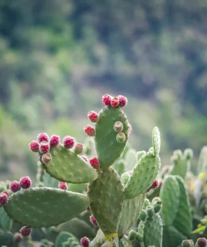 Close Up of Plant With Flowers