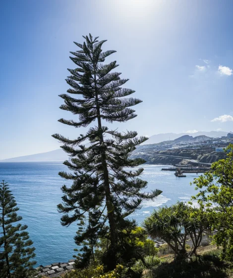 Tall Tree in Front of Body of Water