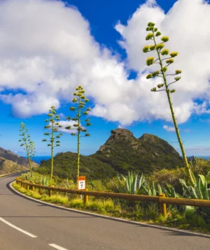 Road With Trees and Plants on the Side