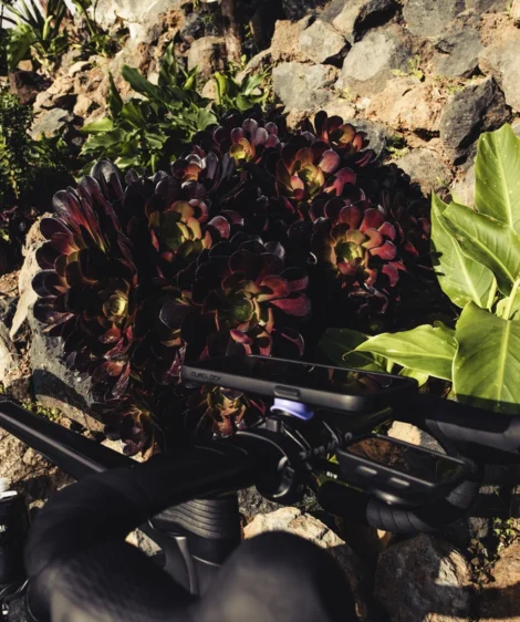 Plant in Pot Next to Bicycle