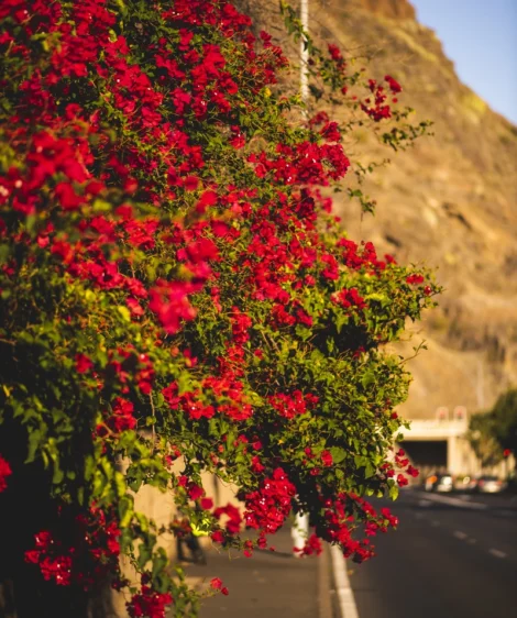 Tree With Red Flowers