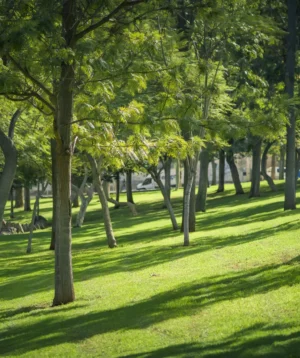 Grassy Arewith Trees in It